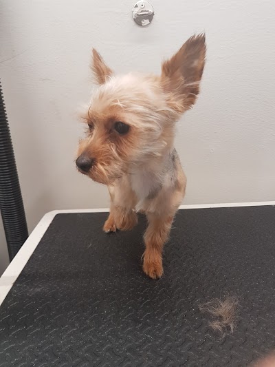 Grooming Van Image