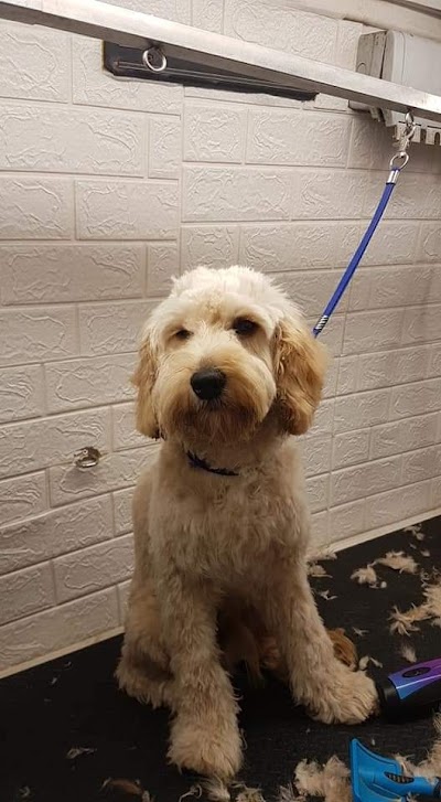 Grooming Van Image