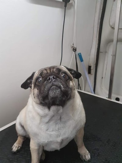 Grooming Van Image