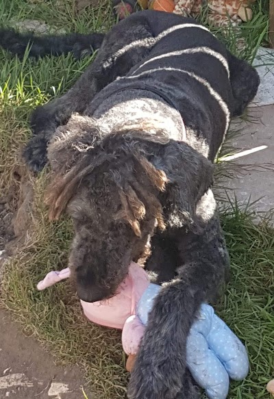 Grooming Van Image