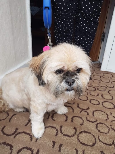 Dena's dog grooming (Mobile dog grooming)