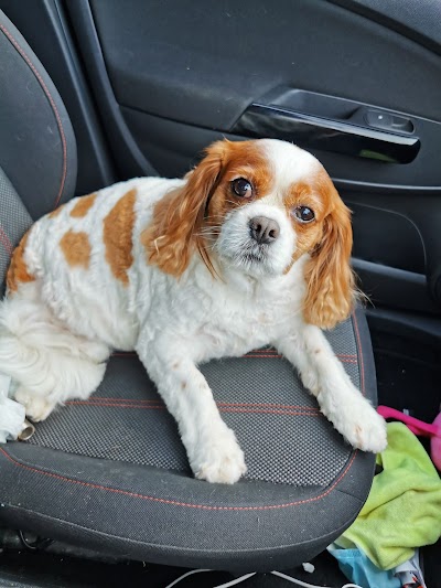 Grooming Van Image