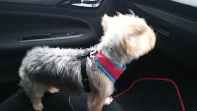 Grooming Van Image
