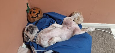 Grooming Van Image
