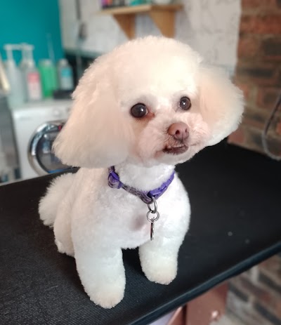 Diane Dog Grooming