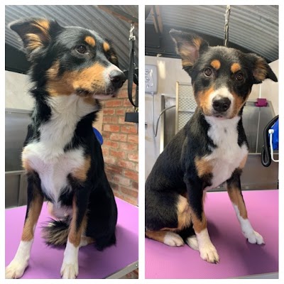 Grooming Van Image