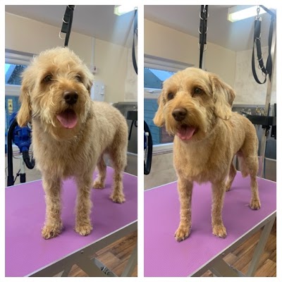 Emily’s Dog Grooming and Pet Services