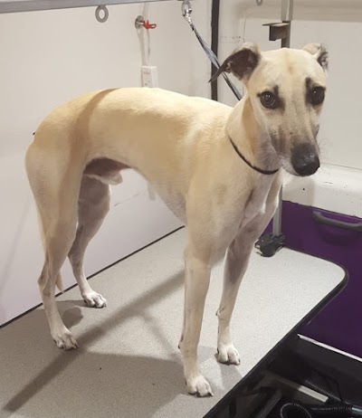 Grooming Van Image
