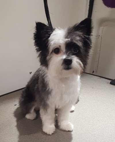 Grooming Van Image
