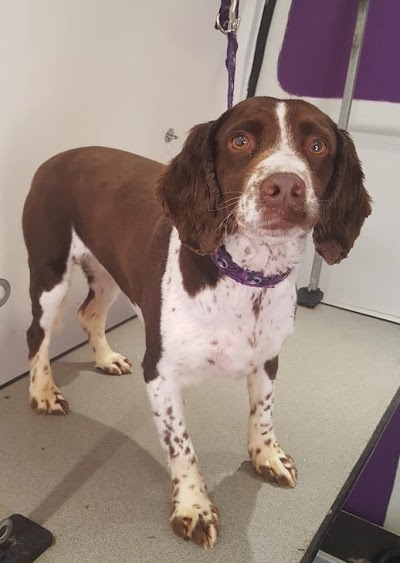Grooming Van Image