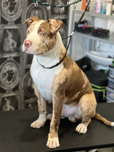 Grooming Van Image