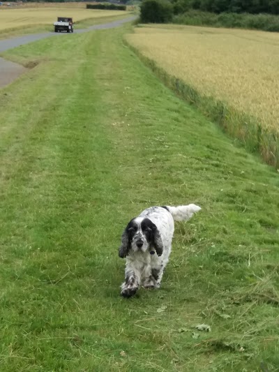Fur Dressers Dog Grooming Billinge