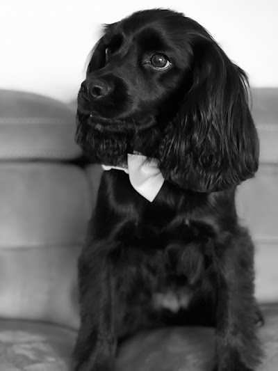 Furnominal dog groomers