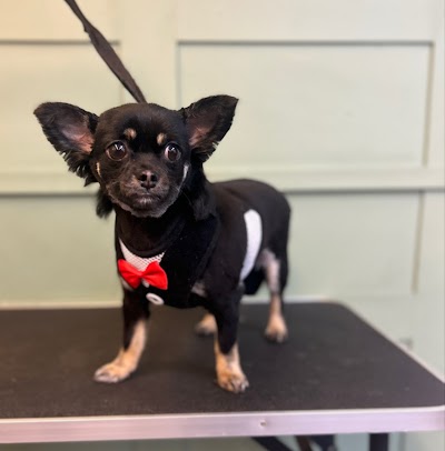 Grooming Van Image