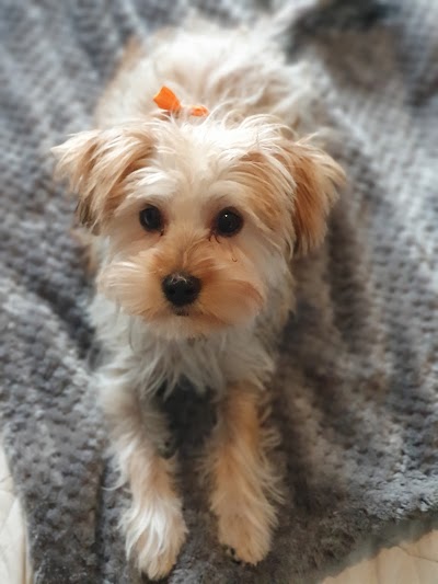 Grooming Van Image