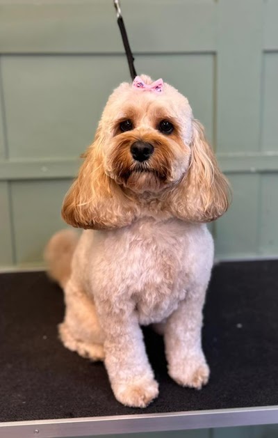 Furry Tails Dog Grooming