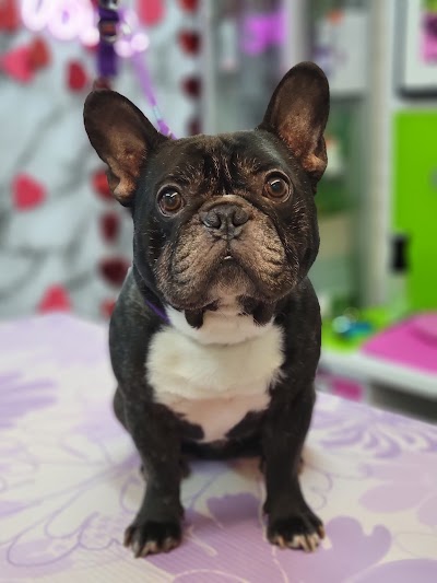 Grooming Van Image