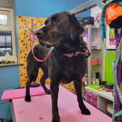 Grooming Van Image