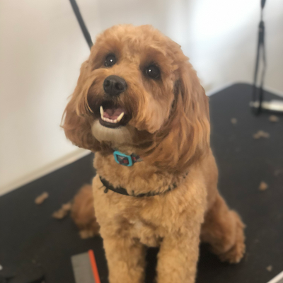 Grooming Van Image