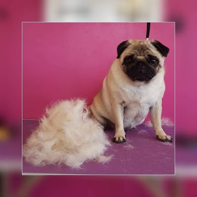 Grooming Van Image