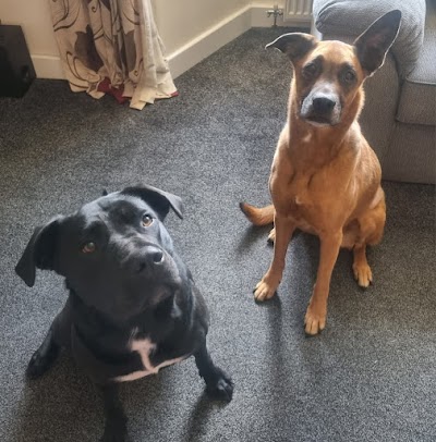 Groomingtails Dog Spa and Groom School