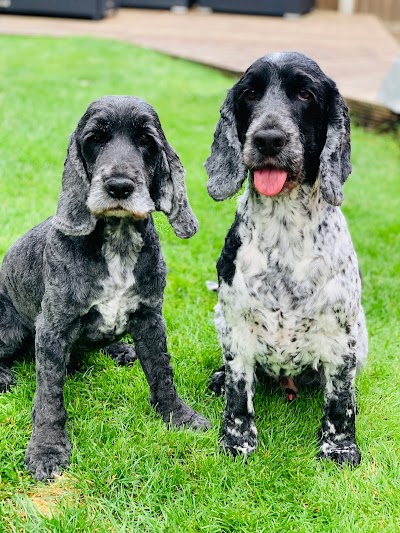 Grooming Van Image
