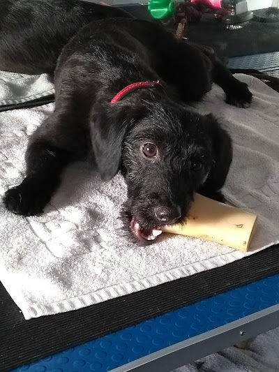 Grooming Van Image