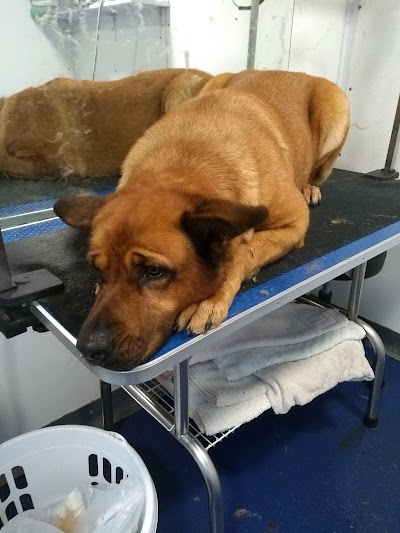 Grooming Van Image