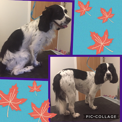 Grooming Van Image