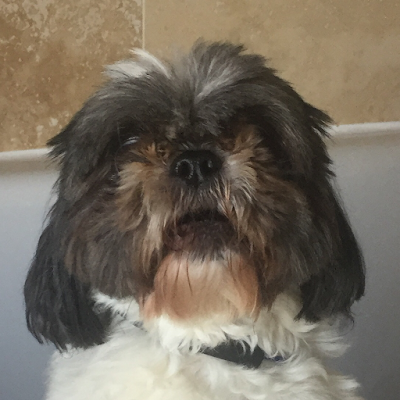 Grooming Van Image