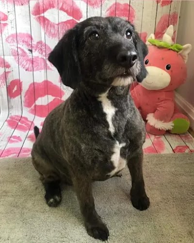 Grooming Van Image