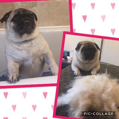 Grooming Van Image