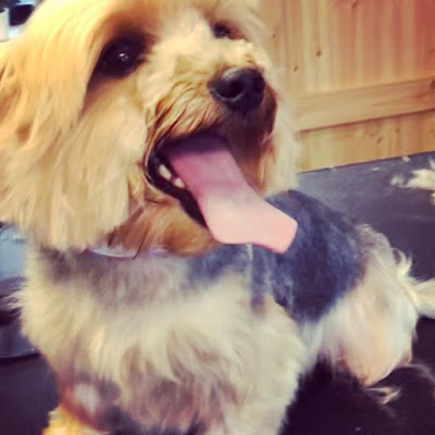 Grooming Van Image