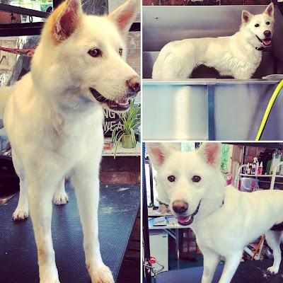 Grooming Van Image
