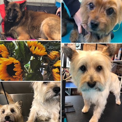 Grooming Van Image