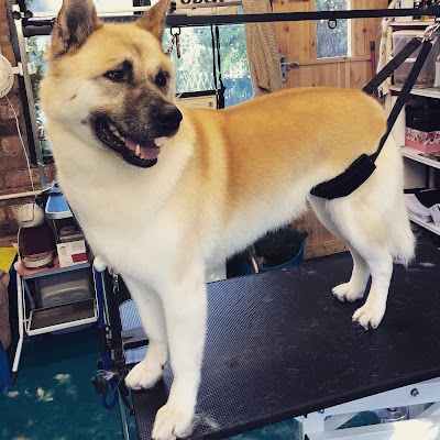 Harper and Hound Dog Groomer