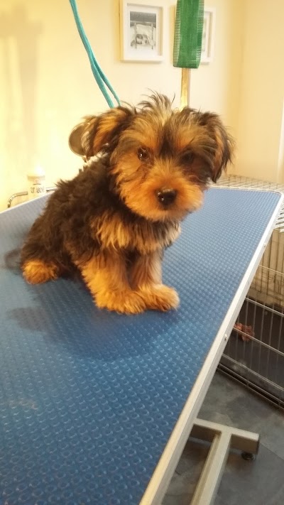 Grooming Van Image