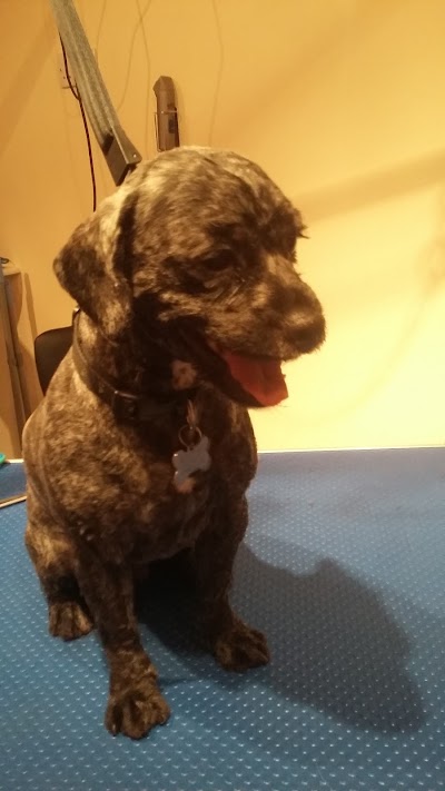 Grooming Van Image