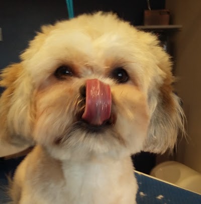 Grooming Van Image