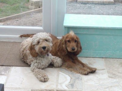 Grooming Van Image
