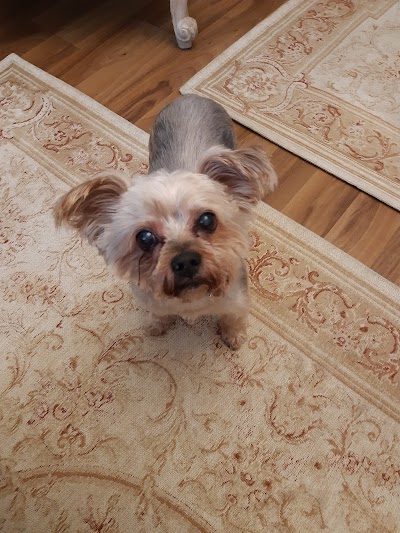 Grooming Van Image