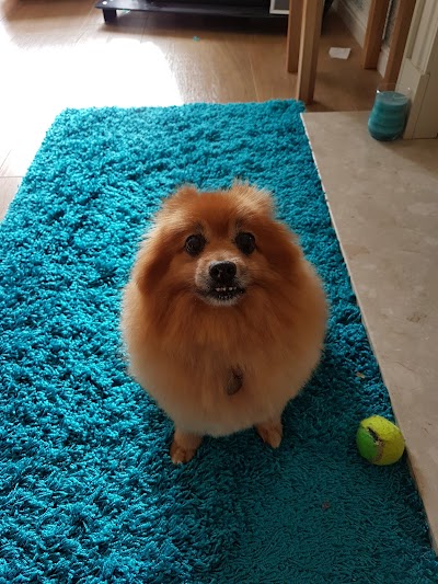 Grooming Van Image