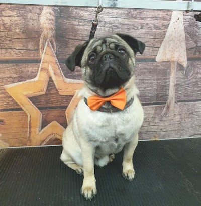 Grooming Van Image