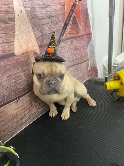 Grooming Van Image