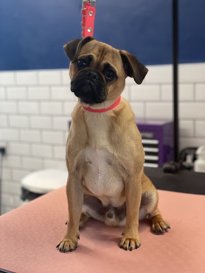 Grooming Van Image