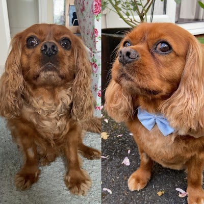 Grooming Van Image