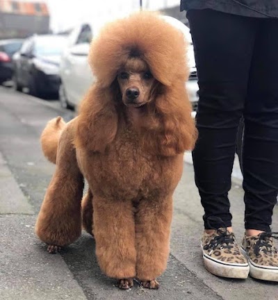 Grooming Van Image