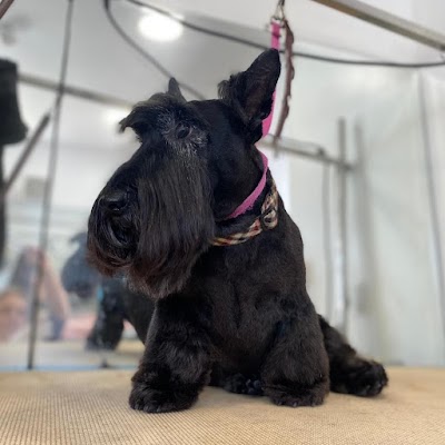 Grooming Van Image