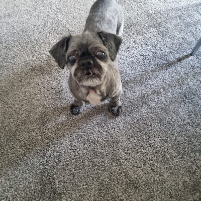 Grooming Van Image
