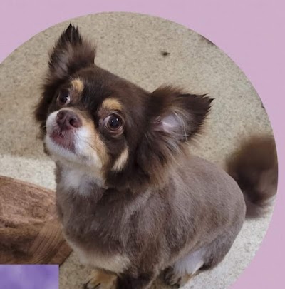 Grooming Van Image